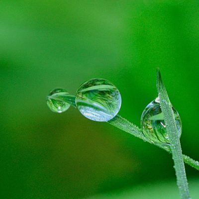 bulles d'eau posées sur un brin d'herbe